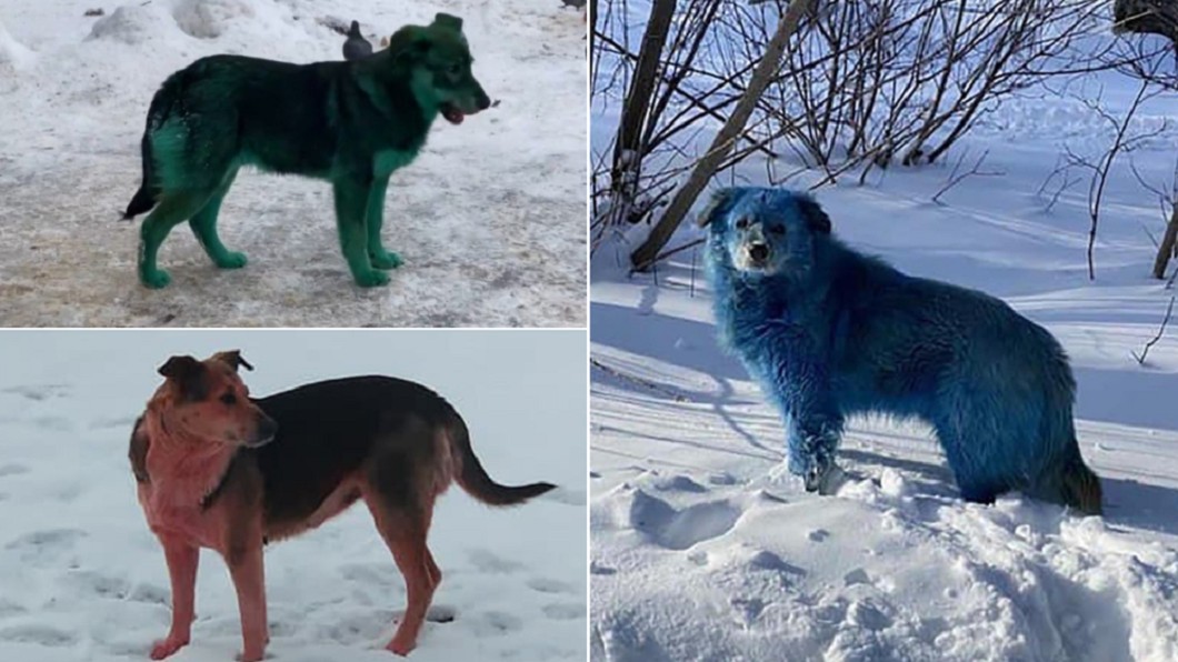俄國多地不約而同發現彩色狗狗。（合成圖／翻攝自New York Post、The Moscow Times）