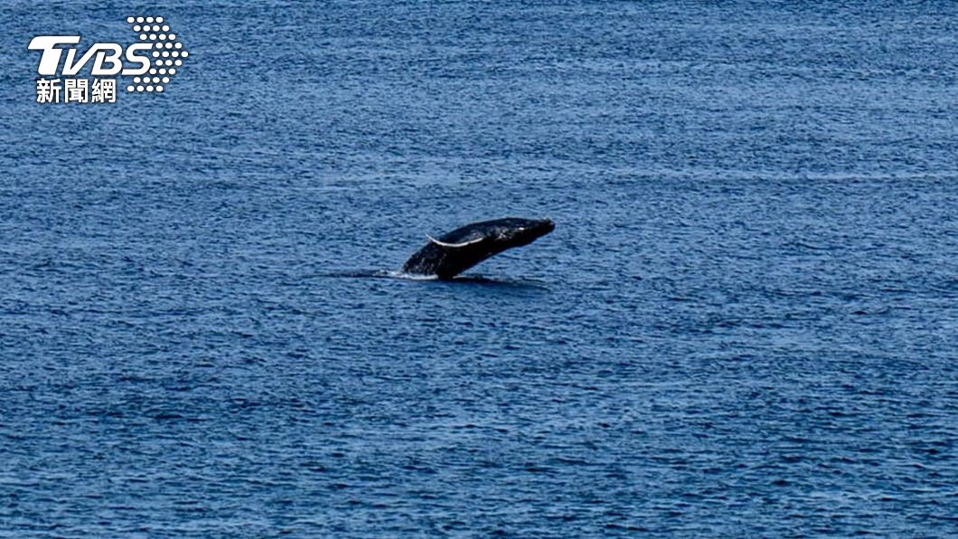 大翅鯨母子現身蘭嶼、綠島。（圖／中央社）