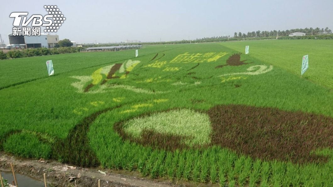 神農獎得主林清源連續3年為屏東熱帶農業博覽會種彩稻。（圖／中央社）