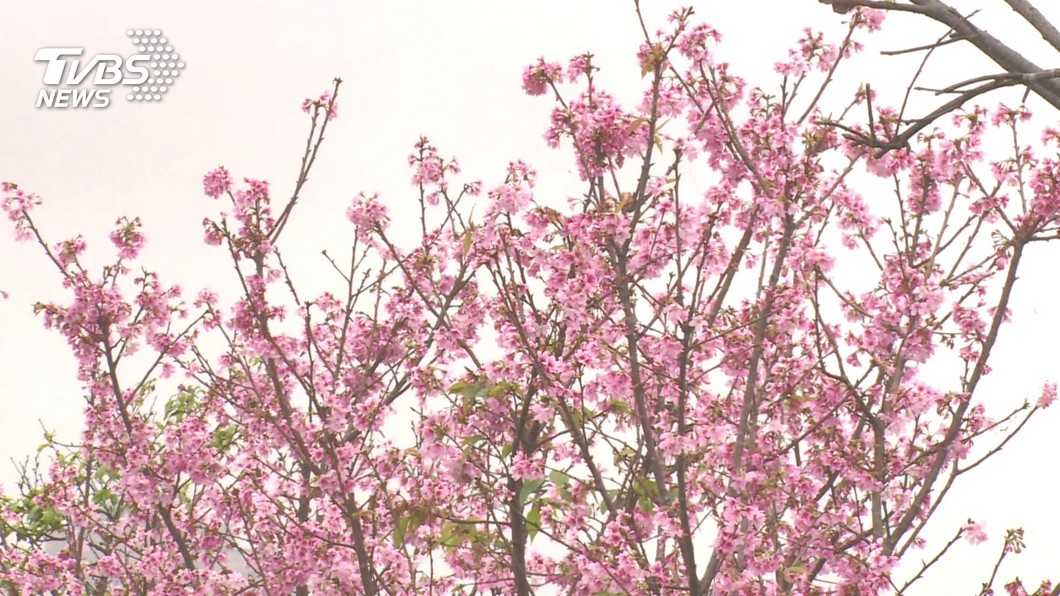 全台 最長 平地櫻花步道羅東春節盛開 墨染櫻 Tvbs新聞網