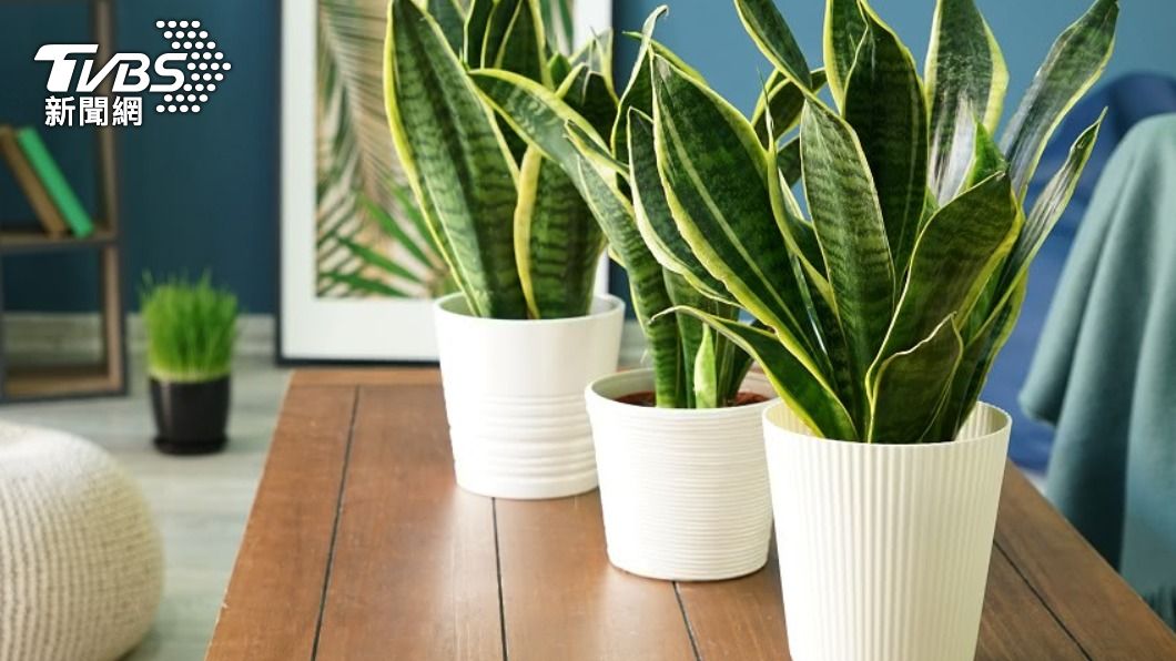 家中若擺設過多綠色植物，會室內充滿陰氣。（示意圖／Shutterstock達志影像）