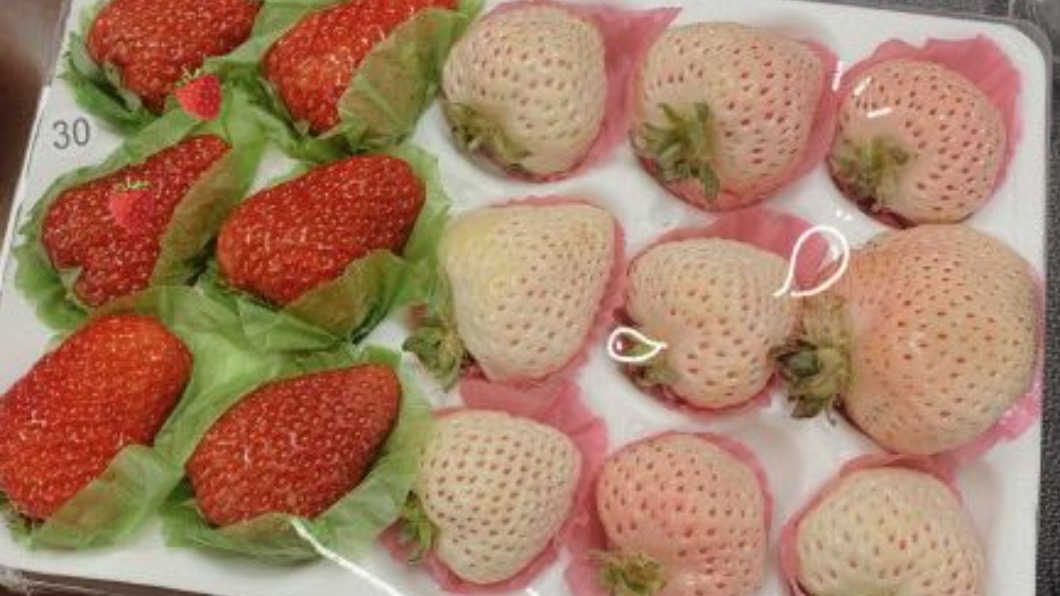 陸最夯網紅水果　白草莓一顆賣215元│TVBS新聞網