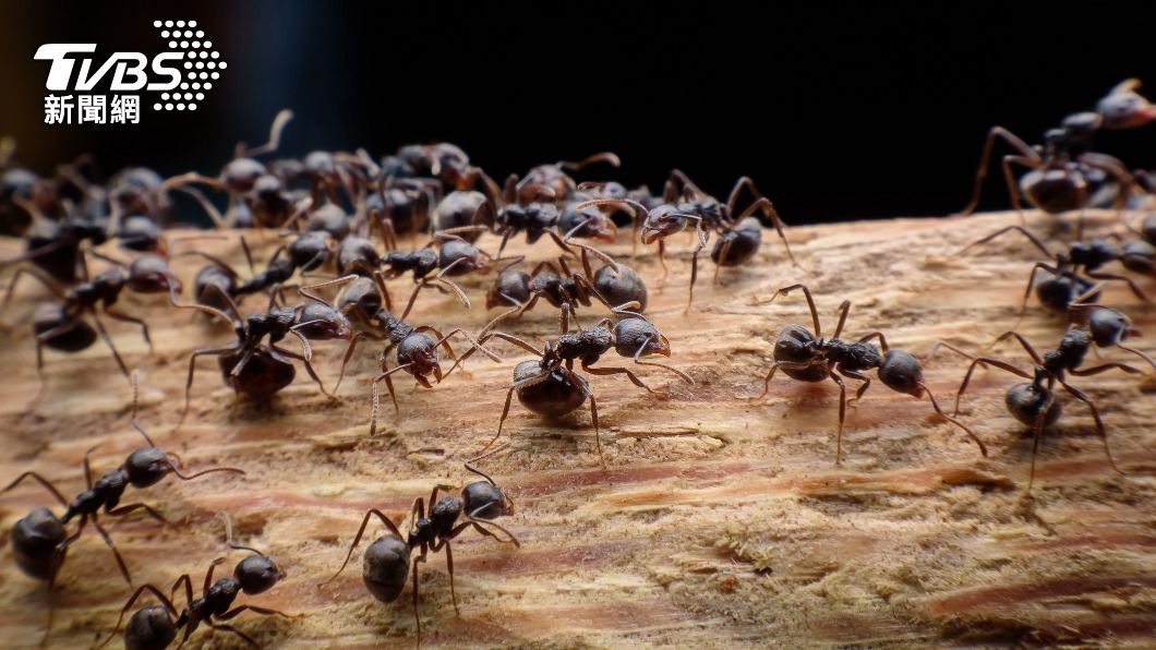 大陸一名男子喝了自製螞蟻酒後出現過敏性休克的症狀。（示意圖／Shutterstock達志影像）