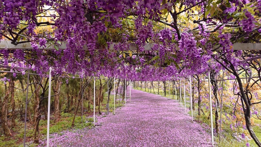 新北淡水忠寮里的紫藤花園盛開。（圖／翻攝自「紫藤咖啡園」臉書）