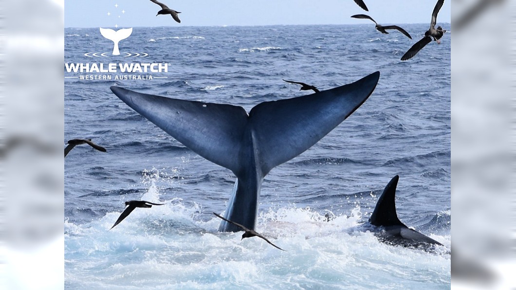 日前一隻藍鯨意外闖入虎鯨群的聚集地。（圖／翻攝自Whale Watch Western Australia臉書）