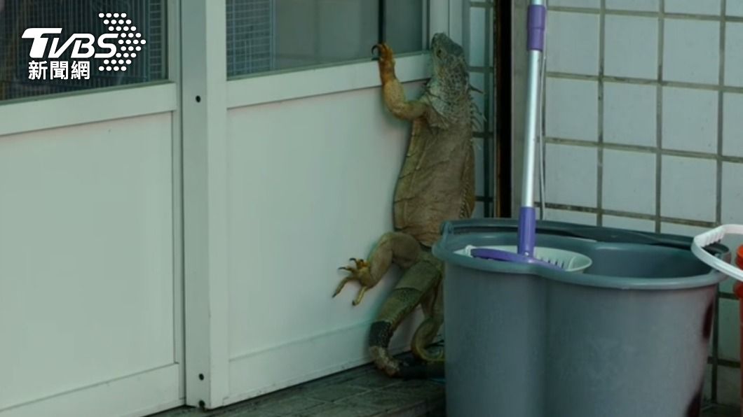 綠鬣蜥出現在民眾家門口。（圖／辜姓民眾提供）