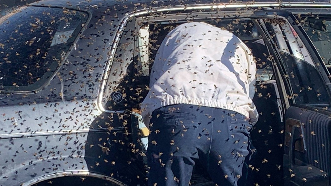男子的車遭大量蜜蜂侵襲。（圖／翻攝自Las Cruces Fire Department臉書）