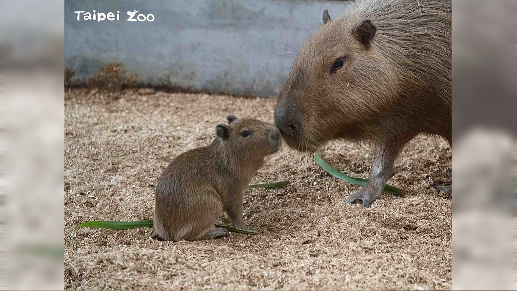 圖／翻攝自Taipei Zoo 臺北市立動物園臉書