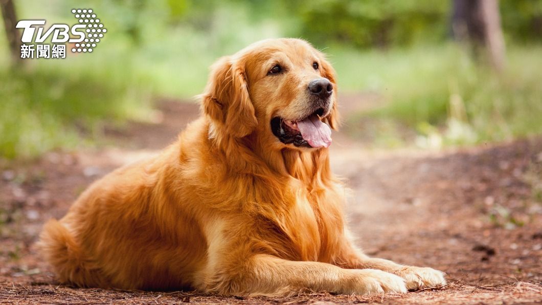 陸網友分享，家裡的黃金獵犬被婆婆燉成香肉進補。（示意圖，非當事狗／shutterstock達志影像）