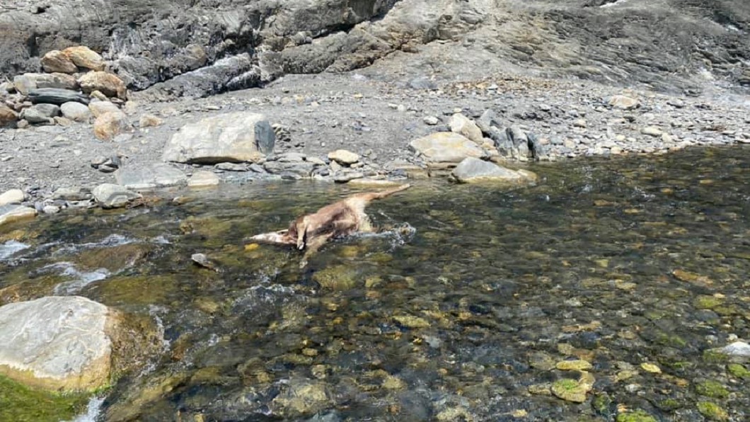 水鹿被獵殺取頭，陳屍在溪流裡。（圖／翻攝自台灣溫泉探勘網」）