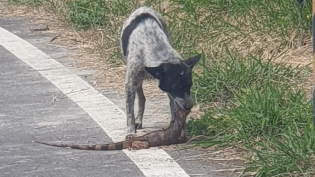 民眾發現路邊有流浪狗正緊緊咬著綠鬣蜥的頭部。（圖／翻攝自爆廢1公社）