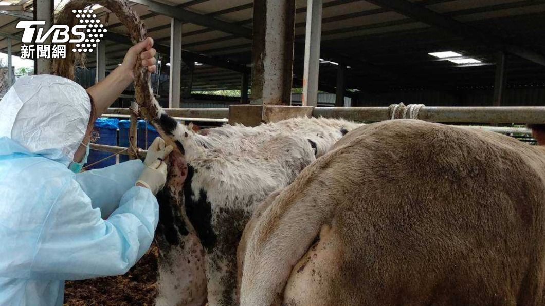 林口出現牛結節疹案例，行政院長蘇貞昌宣布將盡快採購疫苗，避免牛隻傷亡影響肉牛產業。（圖／中央社）
