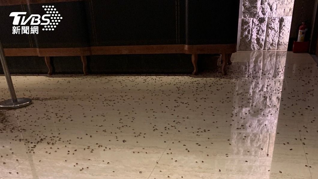 黑衣人昨晚持兩大袋蟑螂灑在2樓大廳後逃逸。（圖／中央社）