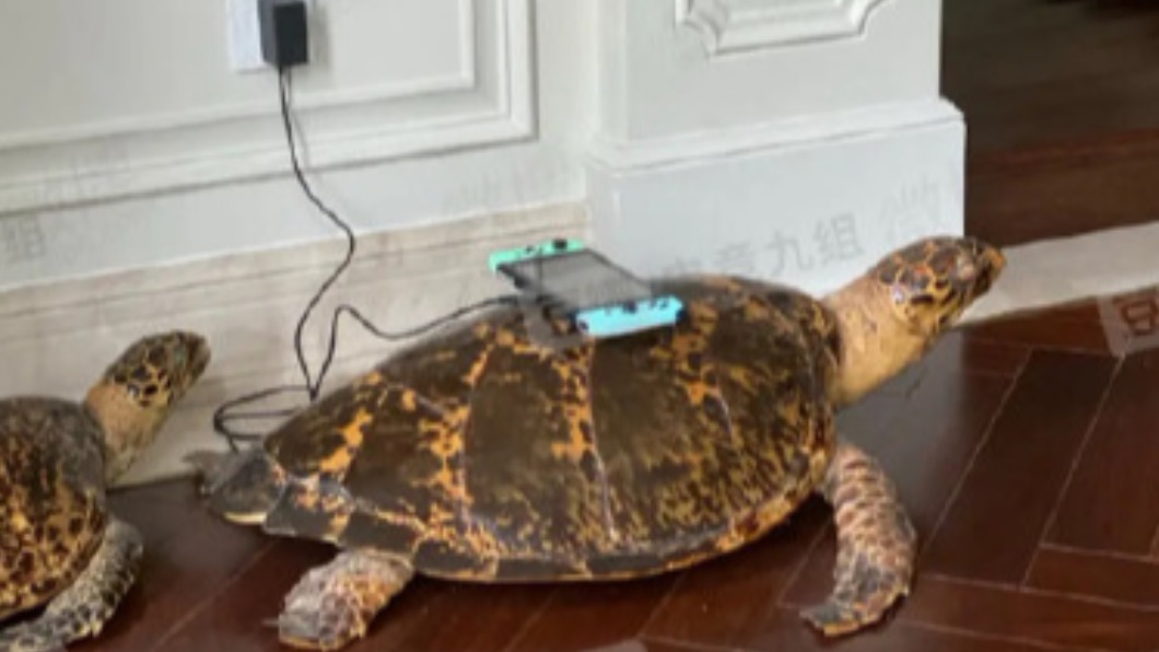海龜被當成充電座。（圖／翻攝自微博） 「海龜」當Switch充電座　女狂炫被抓包違法急刪文