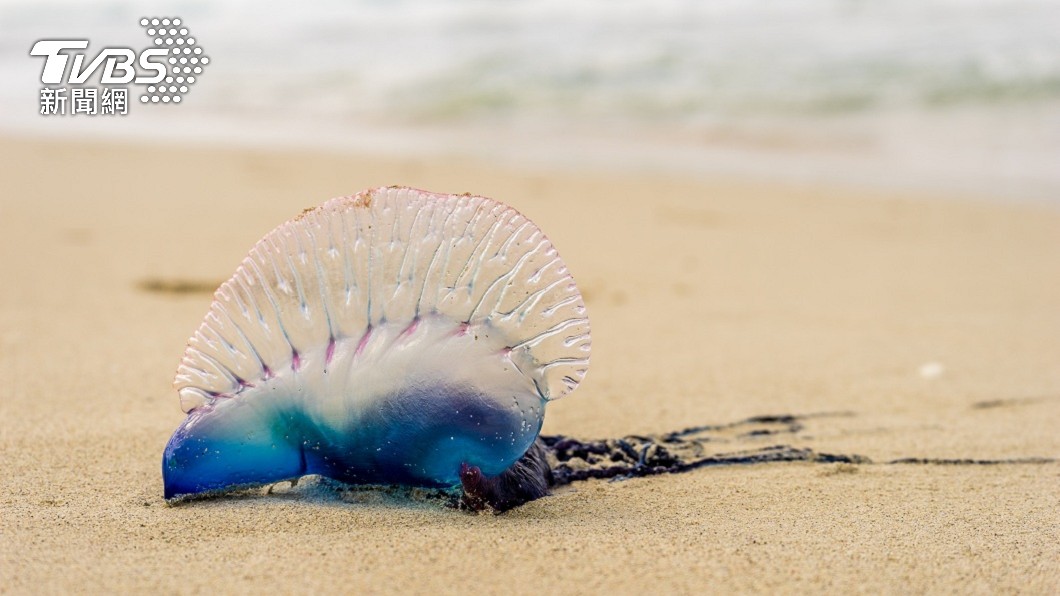 這款藍色水母被稱為僧帽水母，其毒性是世界第3毒。（示意圖／shutterstock 達志影像）