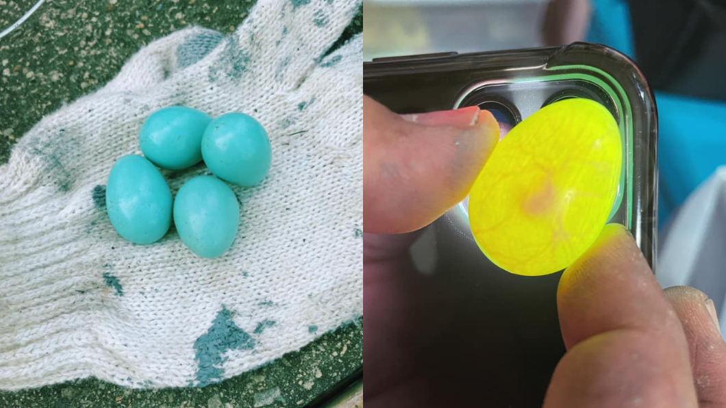 有網友在工地撿到蒂芬尼綠色的鳥蛋。（圖／翻攝自路上觀察學院）