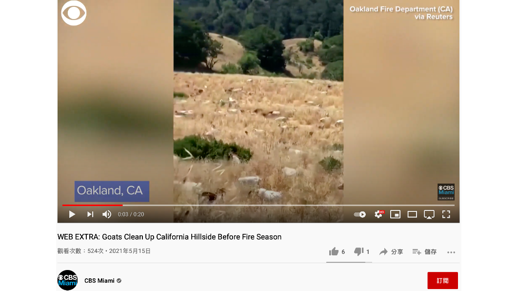 加州奧克蘭消防部門將3000隻山羊放入山林吃野草。（圖／擷取自CBS YouTube）