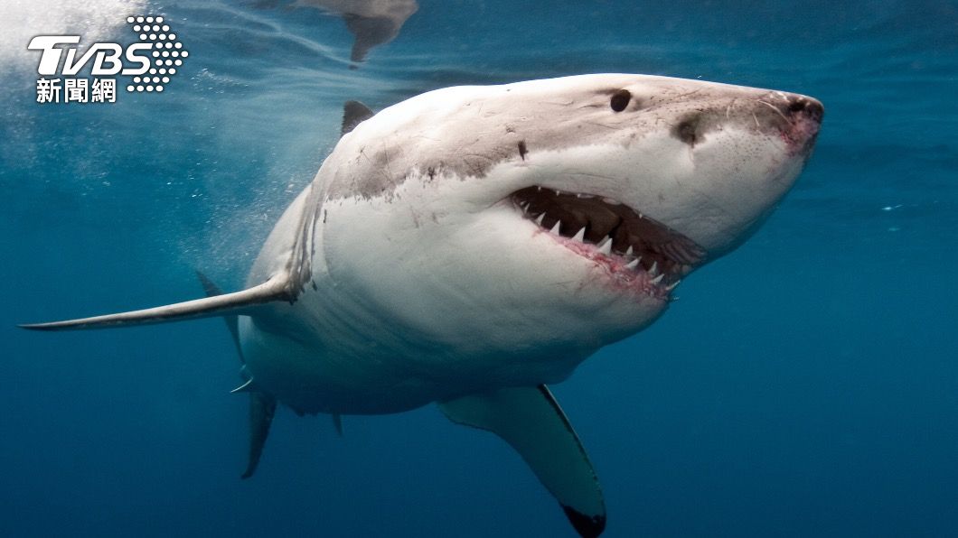 澳洲18日驚傳鯊魚攻擊，造成一名男子當場身亡。（示意圖／shutterstock達志影像）