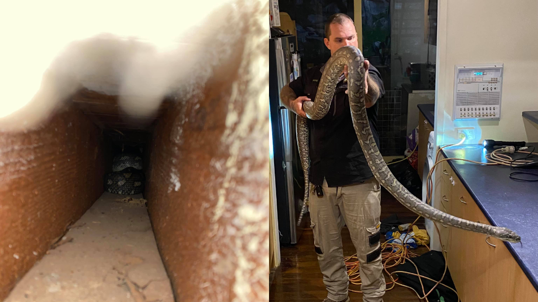 澳洲布里斯本一間民宅近日遭到巨蟒闖入。（圖／翻攝自Brisbane North Snake Catchers and Relocation臉書）