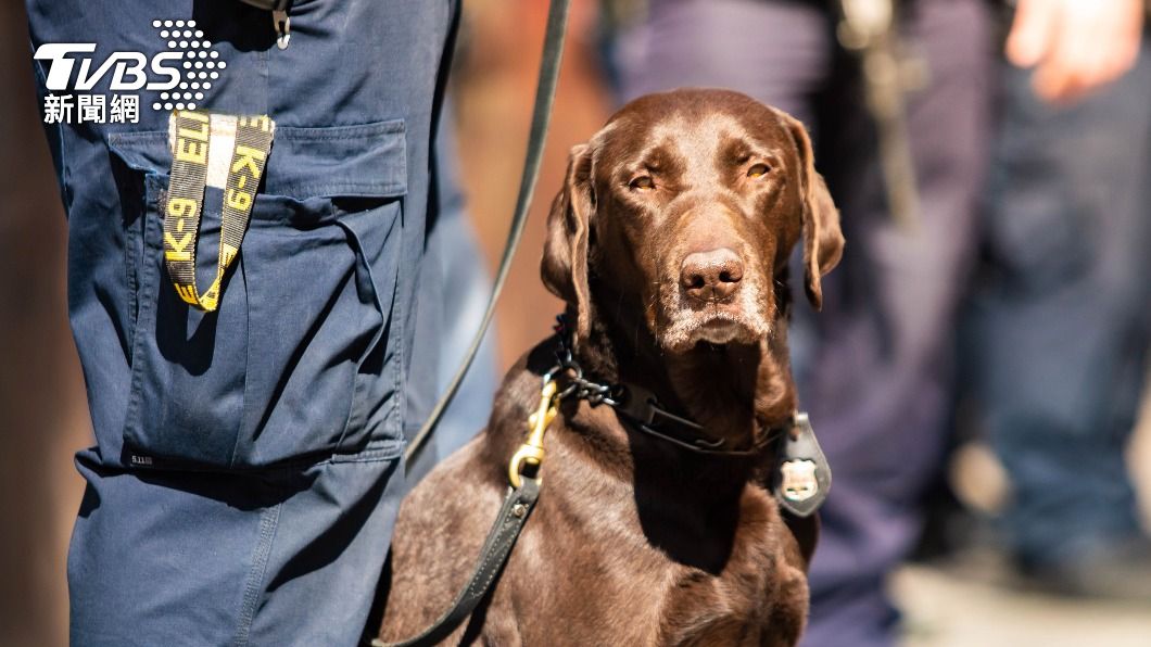 Ministry of National Defense retires two drug-sniffing dogs (Shutterstock) Ministry of National Defense retires two drug-sniffing dogs