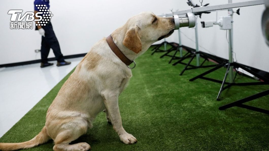 泰國成功訓練出嗅探犬，準確率高達95%。（圖／達志影像 路透社）