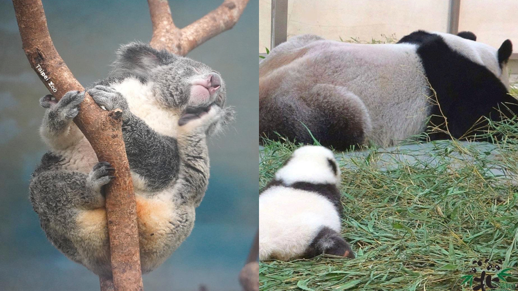 台北市動物園準備了「沒人氣動物園」直播，讓民眾在家也能逛動物園。（圖／翻攝自lovetaipeizoo IG）