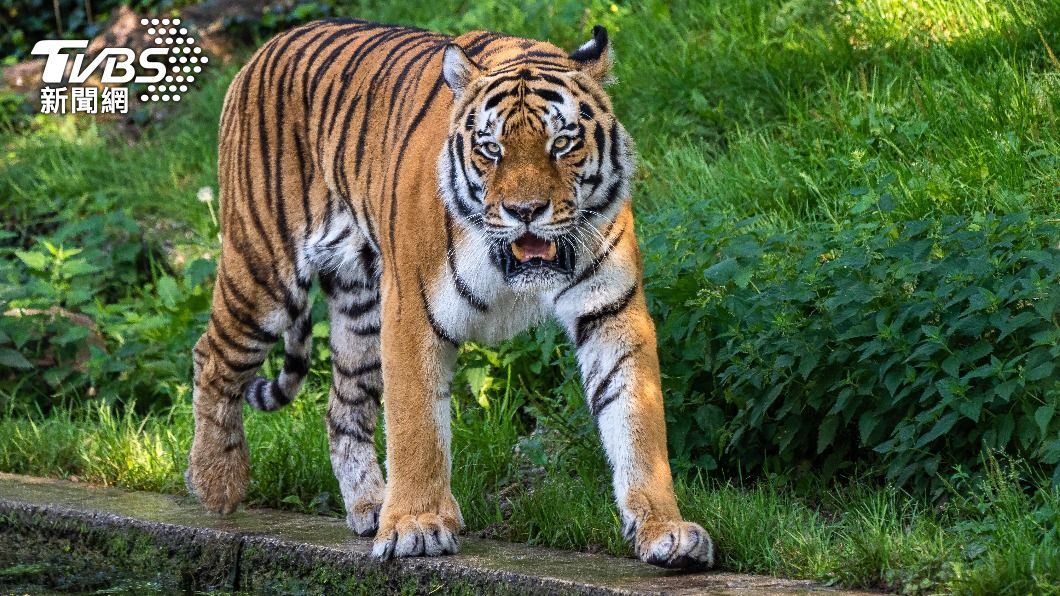 老虎金傑及茉莉是奧克蘭動物園本週首批接種疫苗的2隻動物。（示意圖／shutterstock達志影像）