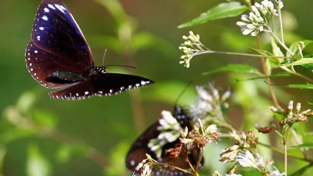 紫斑蝶。（圖／翻攝自台灣紫斑蝶生態保育協會臉書）