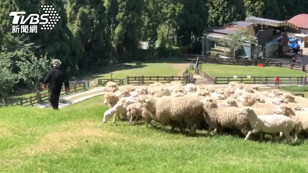 清境農場綿羊相當受民眾喜愛。（圖／TVBS資料畫面）