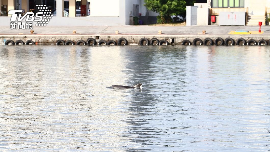 一隻印太瓶鼻海豚2度出沒花蓮港區。（圖／中央社）
