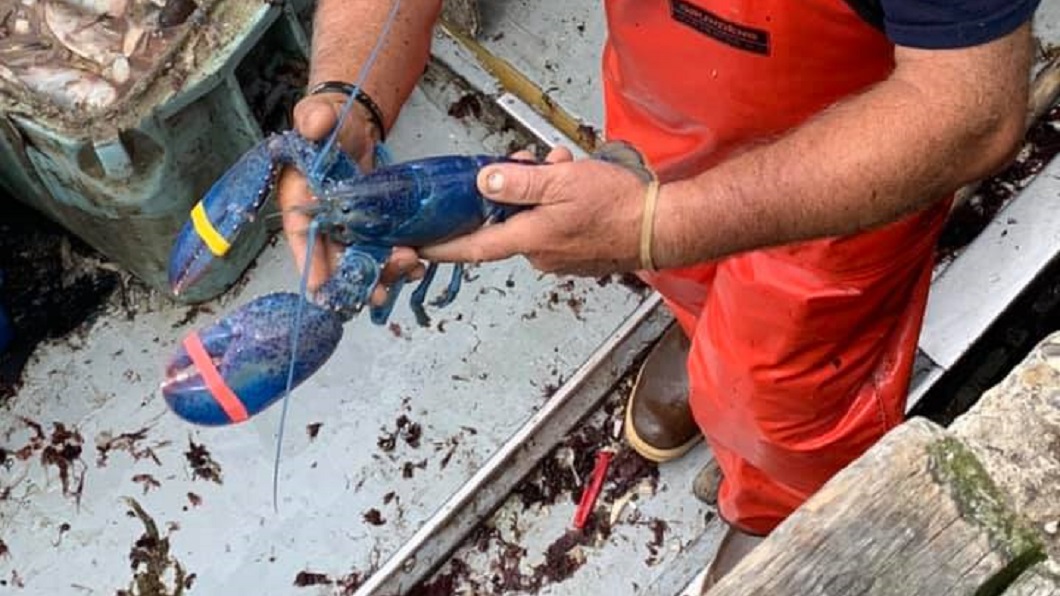 美國一名漁夫日前出海時捕撈到一隻超罕見的藍色龍蝦。（圖／翻攝自臉書粉絲團Captain Joe and Sons）