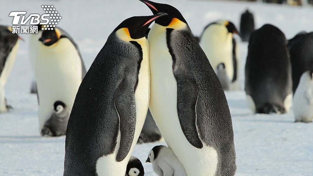 隨著全球暖化，皇帝企鵝恐將在2100年以前瀕臨滅絕。（示意圖／shutterstock達志影像）
