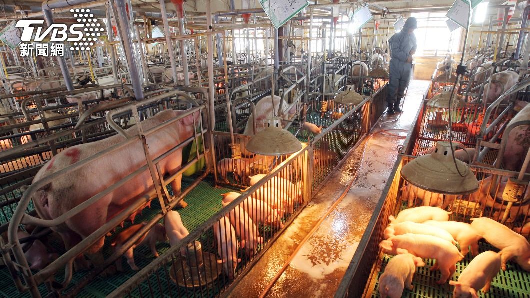 南韓再傳非洲豬瘟病例，將撲殺超過2000頭豬隻。（示意圖／達志影像美聯社）