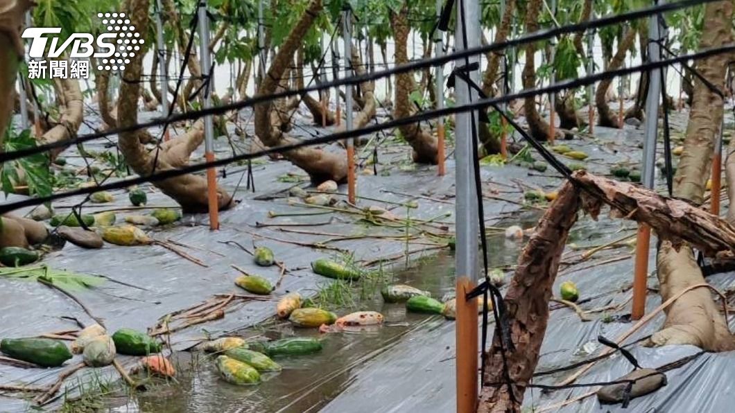 連日大雨致災，木瓜受創嚴重。（圖／中央社）