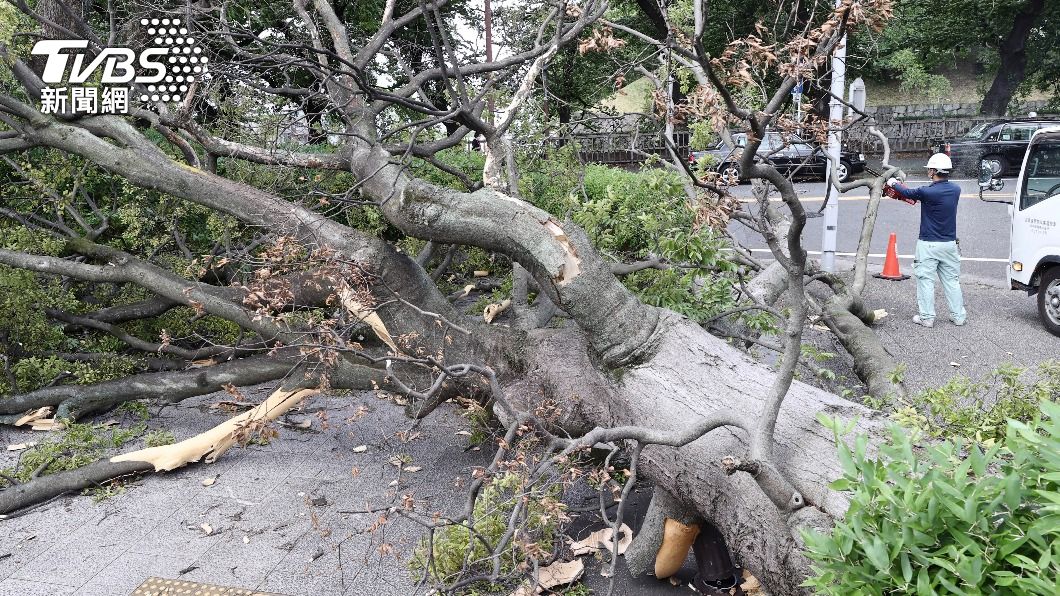 路樹不敵強風大雨倒塌。（圖／達志影像美聯社） 盧碧造成日本2死1失聯17傷　轉低壓仍釀災情