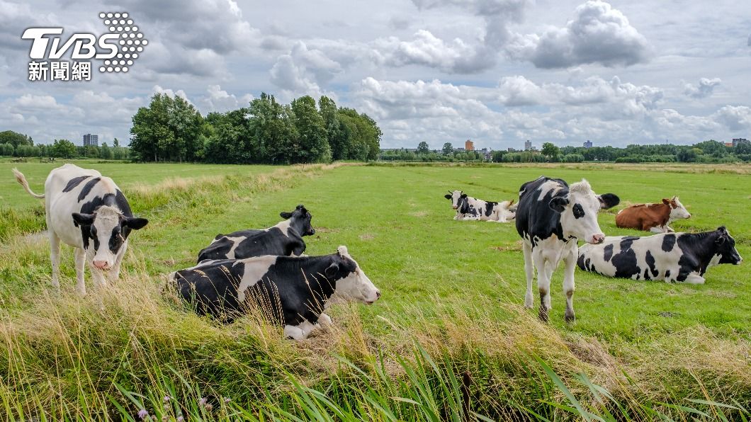 紐西蘭擬自2025年起徵收牛羊打嗝費。（示意圖／shutterstock 達志影像） 遏阻碳排！　紐西蘭農民2025年起須付「牛羊打嗝費」