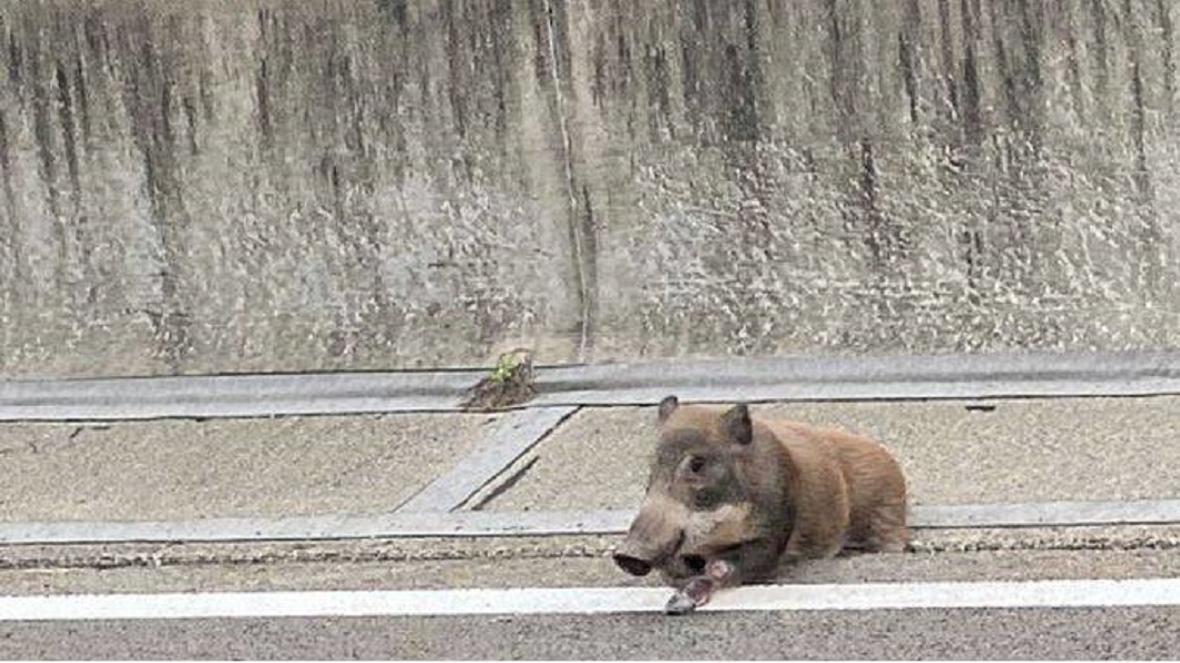 日本東北東北自動車道發生野豬誤闖事件。（圖／翻攝自河北新報推特）