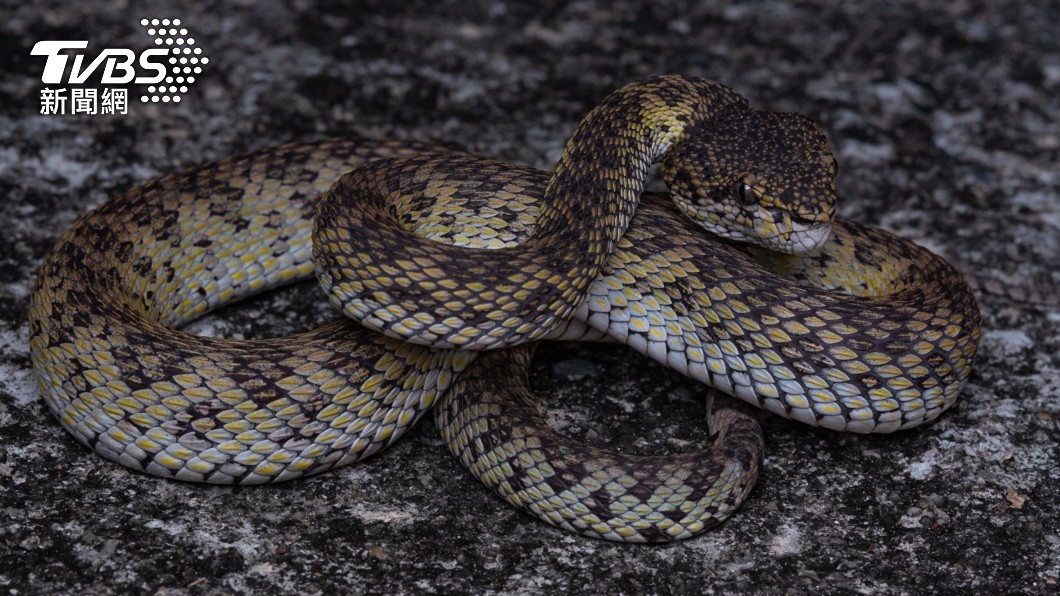 印度一名與蛇為伍10年的年輕弄蛇人近日遭毒蛇狠咬身亡。（示意圖／Shutterstock達志影像）