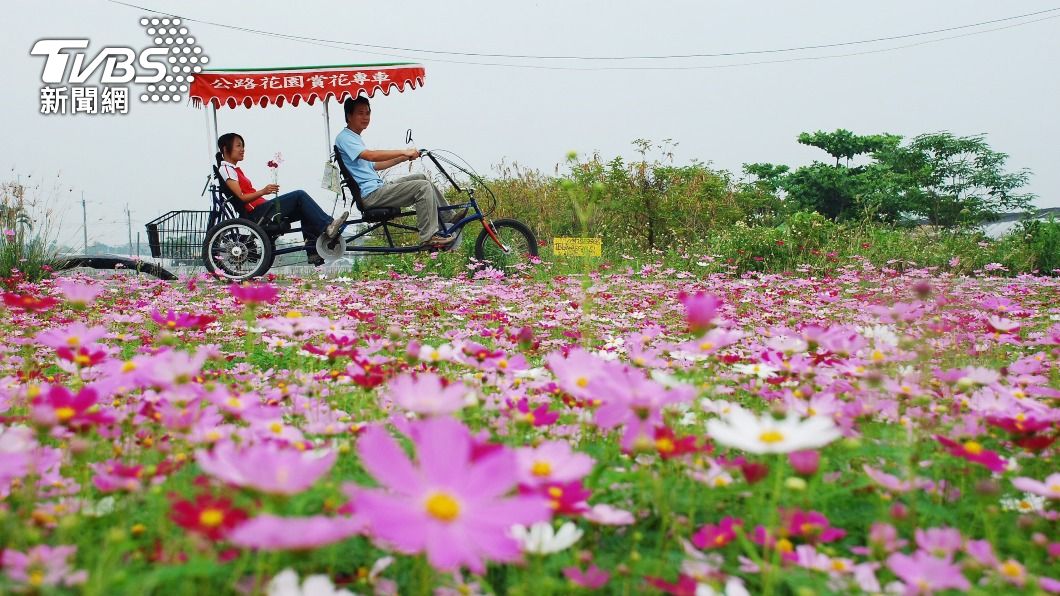 遊客到田尾騎乘自行車賞花。（圖／中央社資料照）