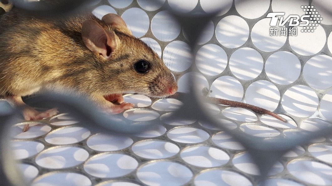 疾管署呼籲，落實「不讓鼠來、不讓鼠住、不讓鼠吃」為預防漢他病毒最有效的方法。（示意圖／shutterstock達志影像）