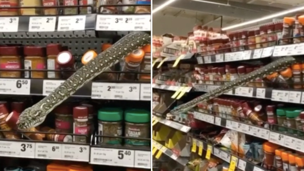 鑽石蟒蛇闖入超市還攀上貨架。（合成圖／翻攝自BBC）