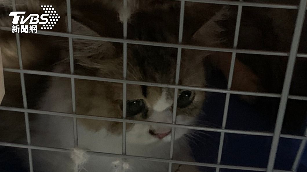 海巡署查獲百隻品種貓，配合防疫規定之下不得不進行安樂死。（圖／TVBS）