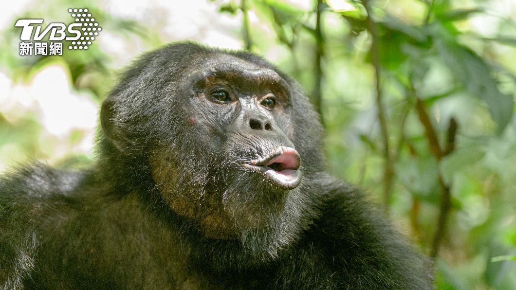 女子4年來每週都會隔著玻璃親吻黑猩猩。（示意圖／shutterstock達志影像）