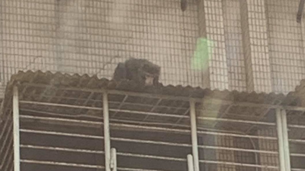 民眾發現三重住宅區出現猴子。（圖／翻攝自爆廢公社公開版 臉書）