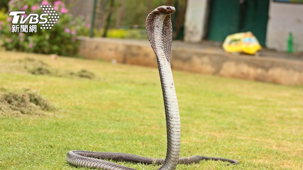 印度一名婦人出門看到蛇把牠當成神明抓起纏繞自己脖子。（示意圖／shutterstock達志影像）