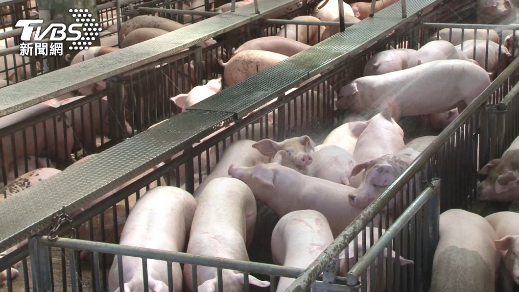 農委會編列百億基金提升養豬業。（圖／TVBS）
