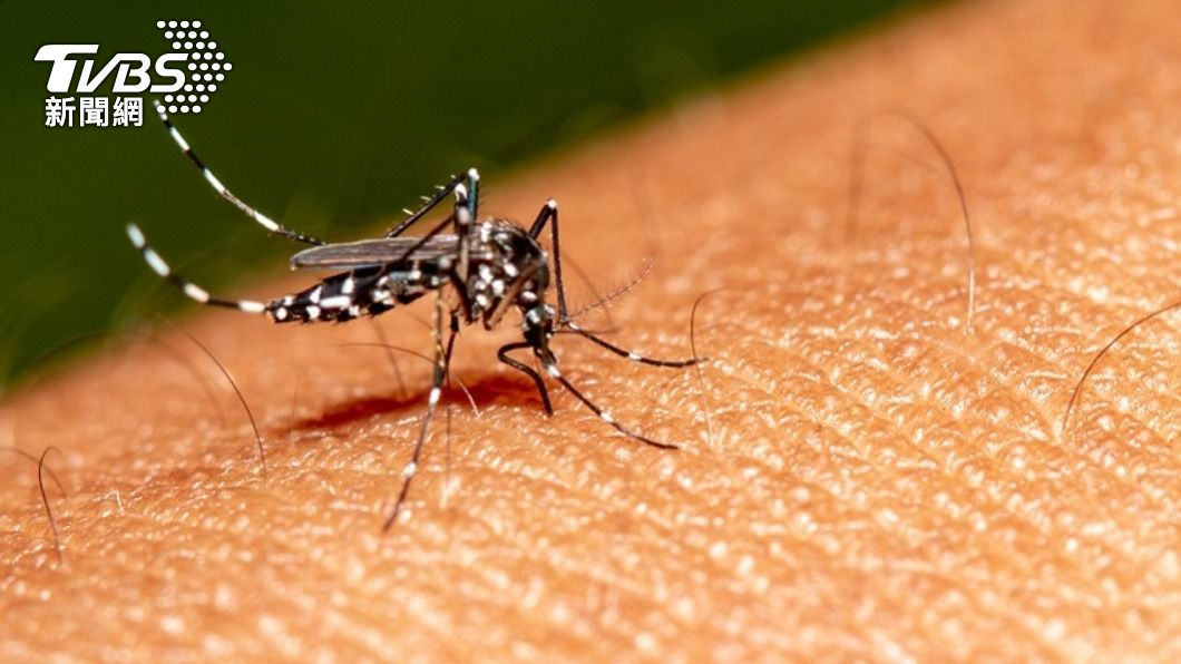 三斑家蚊、環紋家蚊及白頭家蚊為日本腦炎主要病媒蚊。（示意圖／shutterstock 達志影像）
