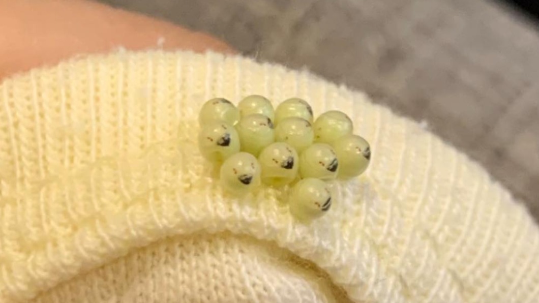 網友發現棉被上出現疑似「荔枝椿象」的蟲卵。（圖／翻攝自爆系知識家臉書）