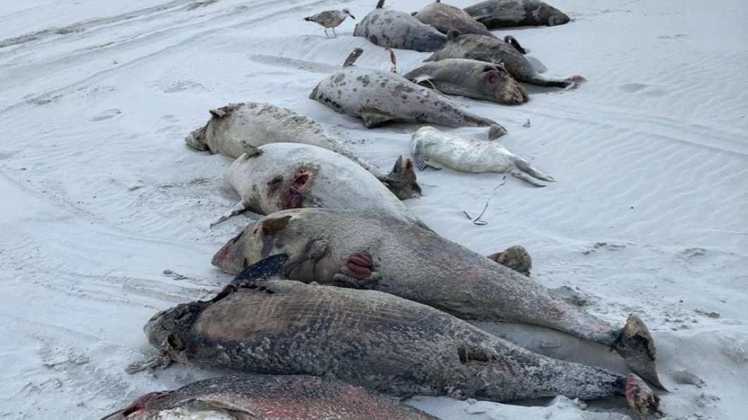 在北海瓦登島嶼上發現大量海豚死屍。（圖／翻攝自strandingresearch IG）