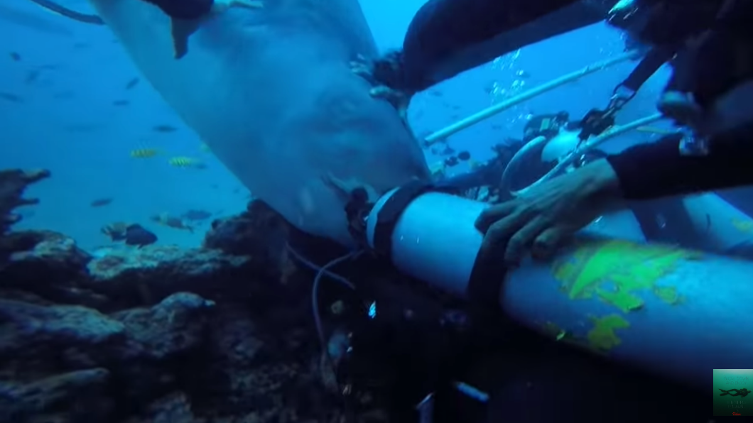 虎鯊攻擊潛水客。（圖／翻攝YouTube） 影／遊客斐濟潛水遭虎鯊「咬頭攻擊」　恐怖畫面曝光